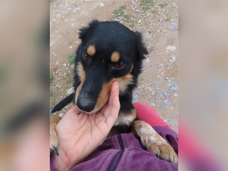 MISHA (2) - eine tolle Freizeitpartnerin