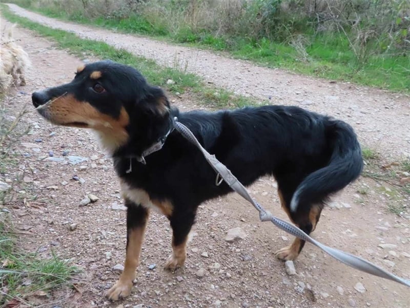 MISHA (2) - eine tolle Freizeitpartnerin