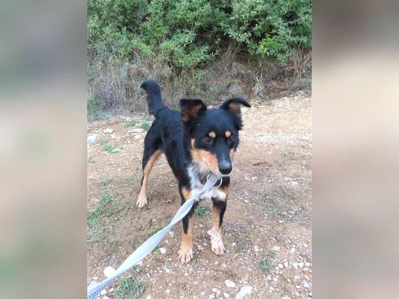 MISHA (2) - eine tolle Freizeitpartnerin