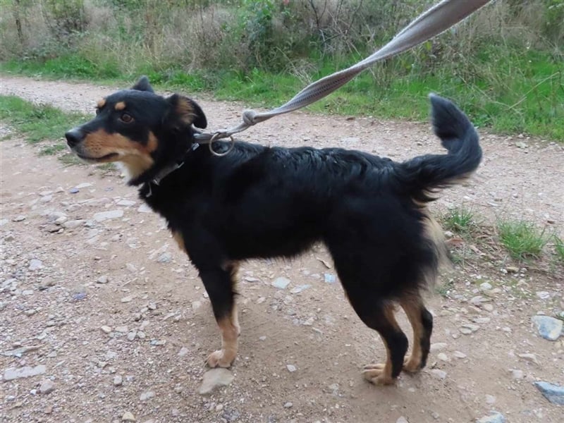 MISHA (2) - eine tolle Freizeitpartnerin
