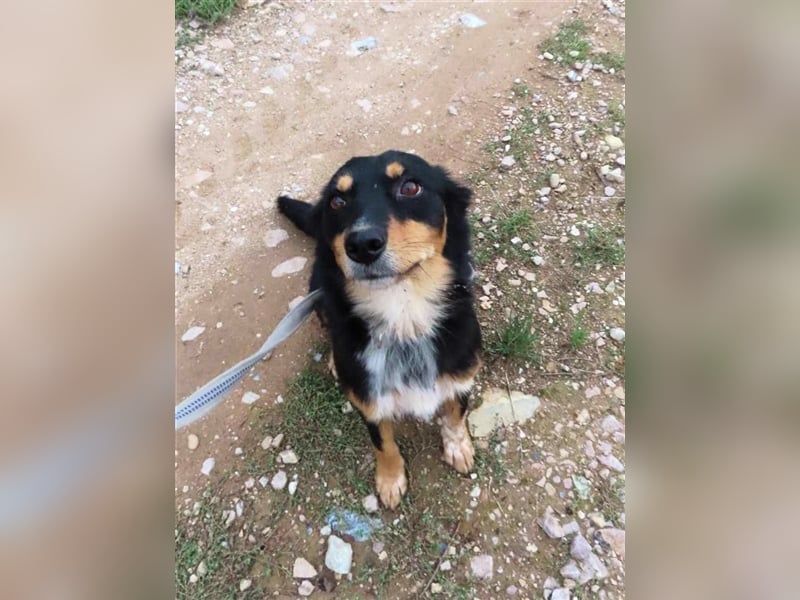 MISHA (2) - eine tolle Freizeitpartnerin