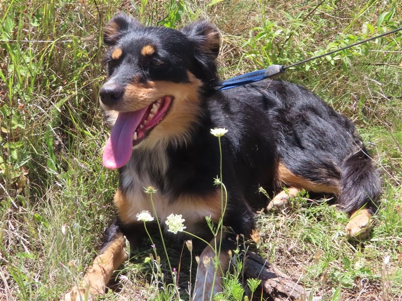 MISHA (2) - eine tolle Freizeitpartnerin