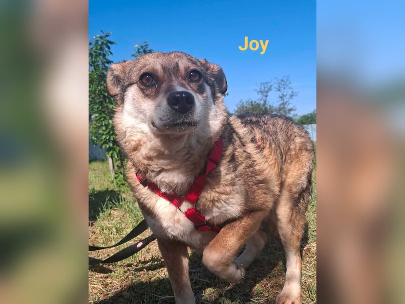 JOY - älteres, sehr ruhiges Mädchen sucht ihren Platz