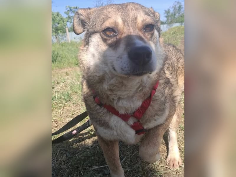JOY - älteres, sehr ruhiges Mädchen sucht ihren Platz