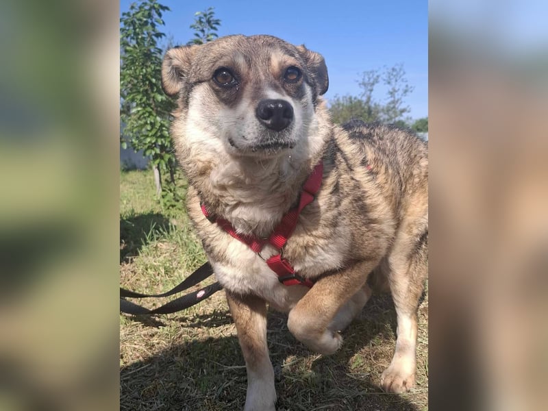 JOY - älteres, sehr ruhiges Mädchen sucht ihren Platz
