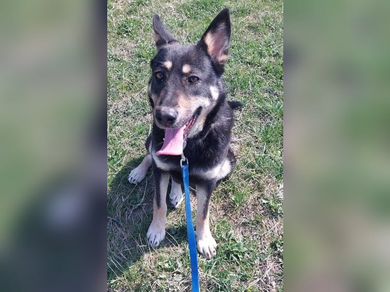 Heidi  (Santuhalm-Shelter Rumänien)