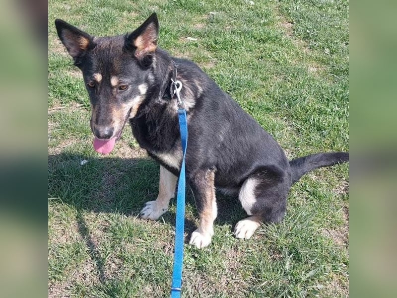 Heidi  (Santuhalm-Shelter Rumänien)