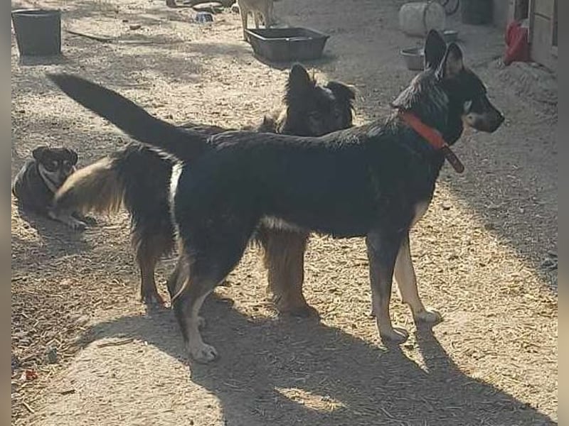 Heidi  (Santuhalm-Shelter Rumänien)