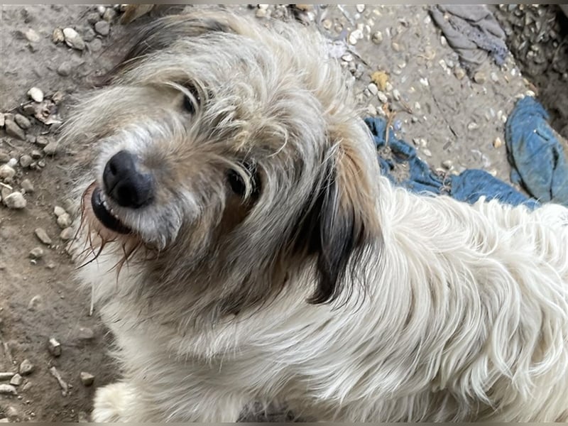 Luna ( Pflegestelle Rumänien)