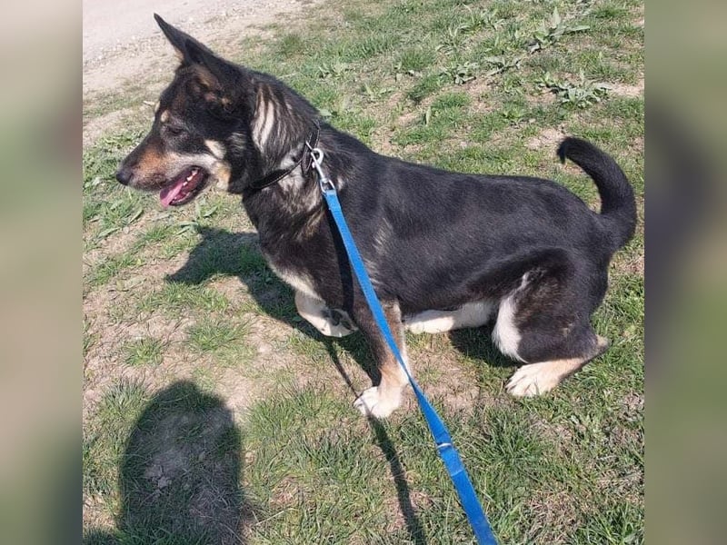 Heidi  (Santuhalm-Shelter Rumänien)