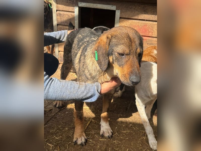 ♥SINA♥ hübsche, zu dünne, ganz liebe Hündin, die wegen des Tierheimstresses resigniert 49 cm