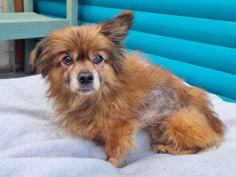 ♥MABELLE♥ auf Pflegestelle bei Köln - bezaubernde, süße kleine Hundeomi 26 cm