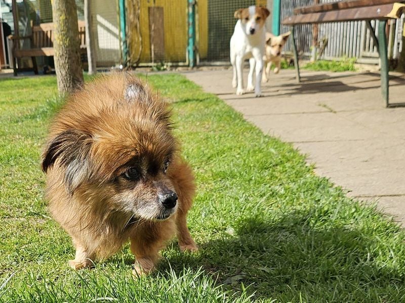 ♥MABELLE♥ auf Pflegestelle bei Köln - bezaubernde, süße kleine Hundeomi 26 cm