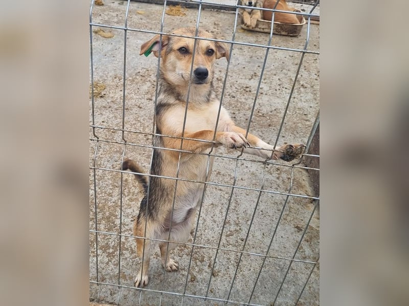♥CARMINA♥ ab Anfang Mai auf Pflegestelle bei Aachen - zarte, eingeschüchterte, kleine süße Maus 33