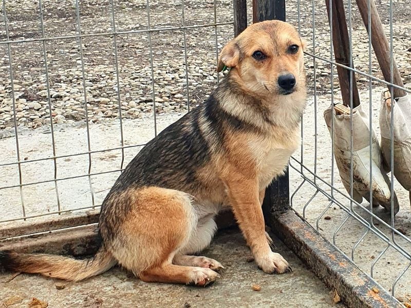 ♥CARMINA♥ ab Anfang Mai auf Pflegestelle bei Aachen - zarte, eingeschüchterte, kleine süße Maus 33