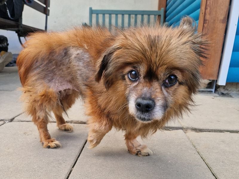 ♥MABELLE♥ auf Pflegestelle bei Köln - bezaubernde, süße kleine Hundeomi 26 cm