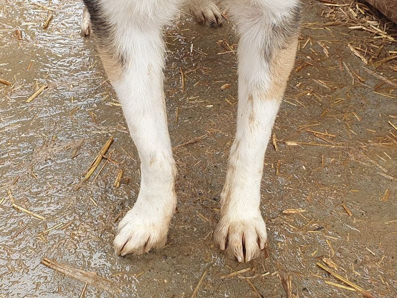 ♥GALINA♥ wunderschöne, sanfte, ruhige, ganz liebe tricolor Hündin - ein absoluter Top-Hund! 52cm