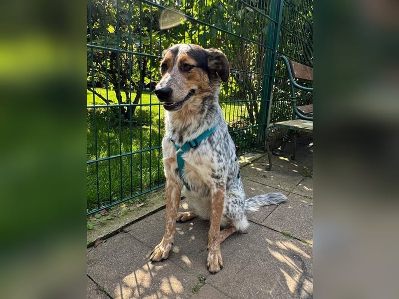 ♥LILLI♥ am 13.7. bei Tiere suchen ein Zuhause-so liebe, sanfte Seele mit dem besonderen Äußeren 55cm