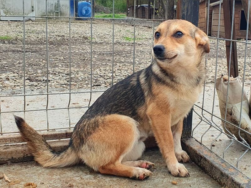 ♥CARMINA♥ ab Anfang Mai auf Pflegestelle bei Aachen - zarte, eingeschüchterte, kleine süße Maus 33