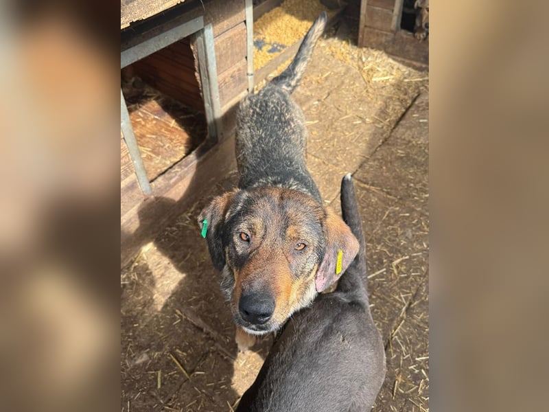 ♥SINA♥ hübsche, zu dünne, ganz liebe Hündin, die wegen des Tierheimstresses resigniert 49 cm