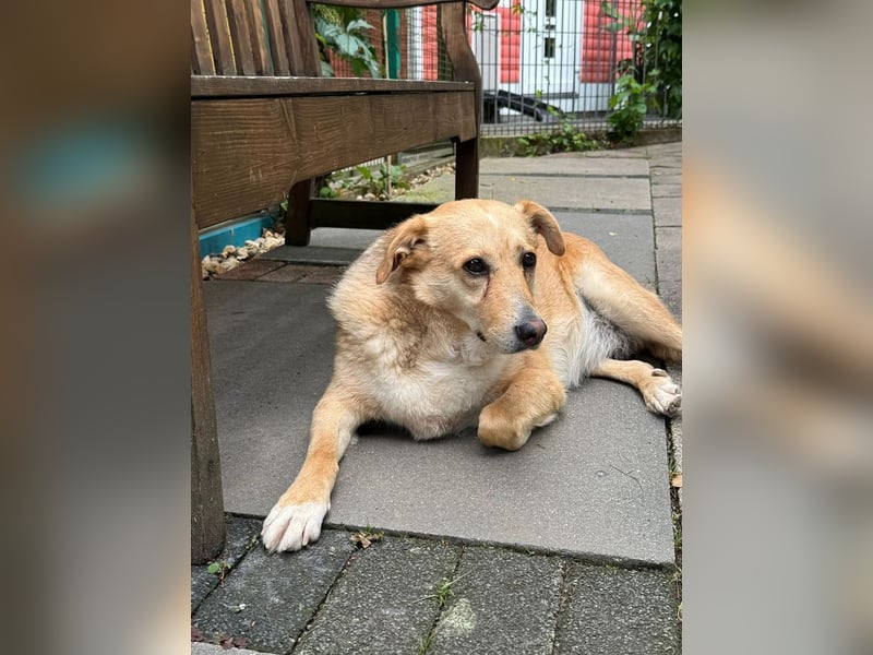 ♥LINETT♥ neu auf Pflegestelle bei Köln - süße, ruhige, unkomplizierte Hündin 52 cm
