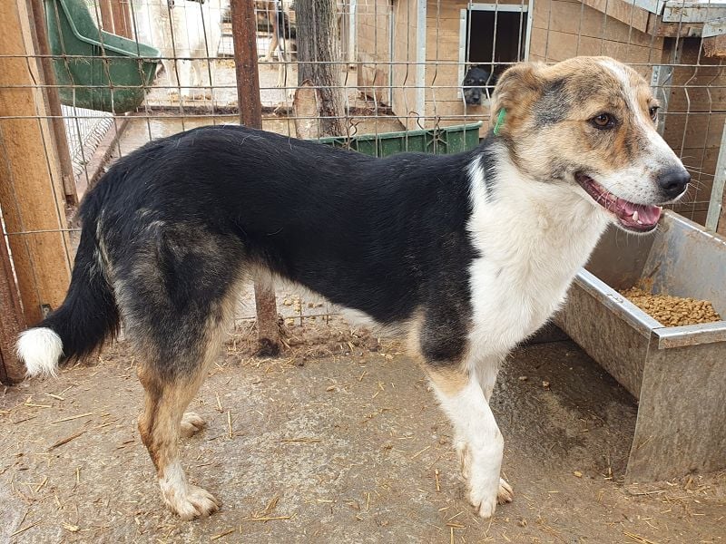 ♥GALINA♥ wunderschöne, sanfte, ruhige, ganz liebe tricolor Hündin - ein absoluter Top-Hund! 52cm
