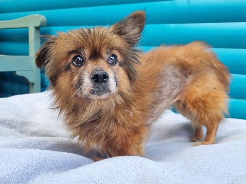 ♥MABELLE♥ auf Pflegestelle bei Köln - bezaubernde, süße kleine Hundeomi 26 cm