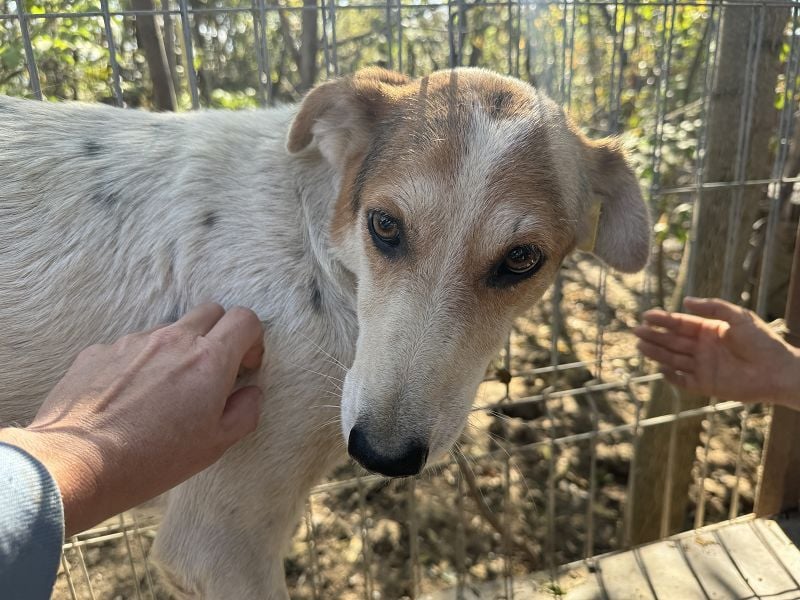 ♥NICOLA♥ hübsche, farbenfrohe,anfangs noch unsichere Hündin,die im Tierheim sehr gestresst ist 51 cm