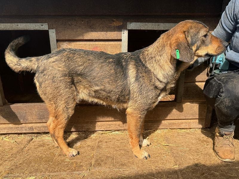 ♥SINA♥ hübsche, zu dünne, ganz liebe Hündin, die wegen des Tierheimstresses resigniert 49 cm