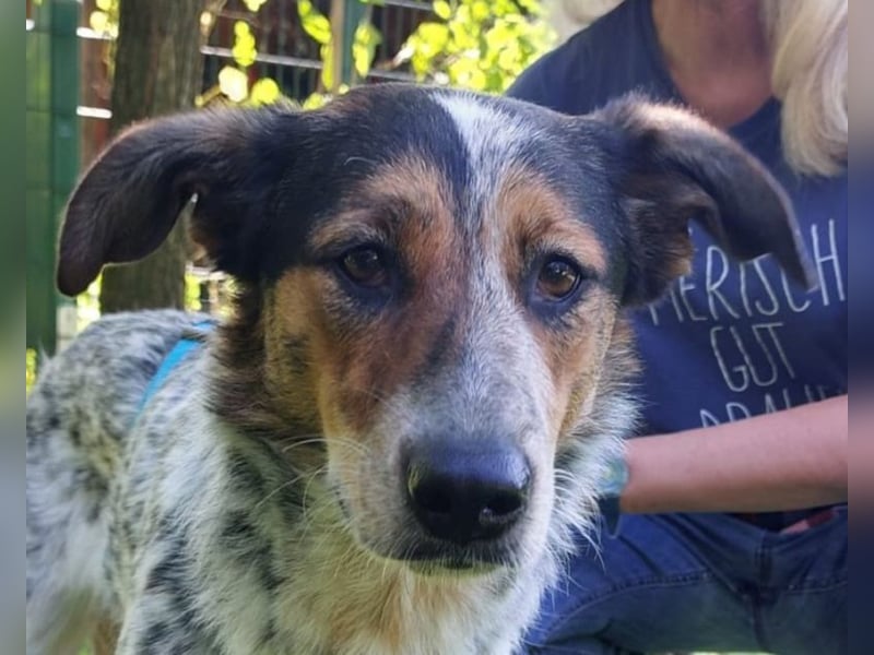♥LILLI♥ verliert ihr Zuhause in Reichshof-sehr liebe, sanfte Seele mit ihrem besonderen Äußeren 55cm