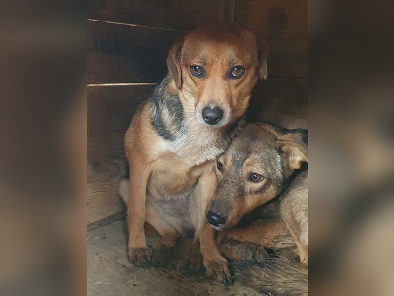♥DORA♥ zierliche, ganz liebe kleine Hündin, die ganz neu im Tierheim gelandet ist 37 cm