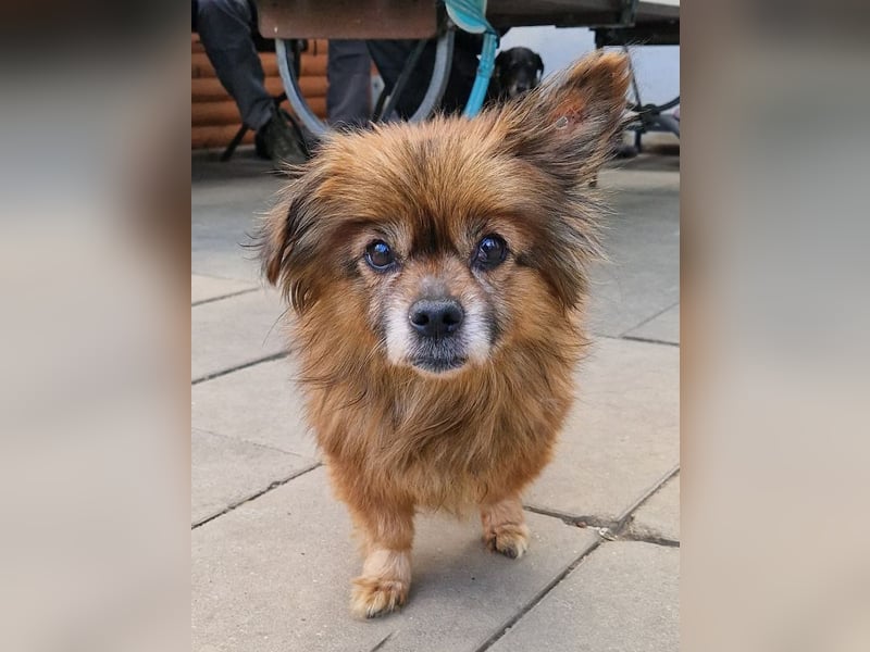 ♥MABELLE♥ auf Pflegestelle bei Köln - bezaubernde, süße kleine Hundeomi 26 cm