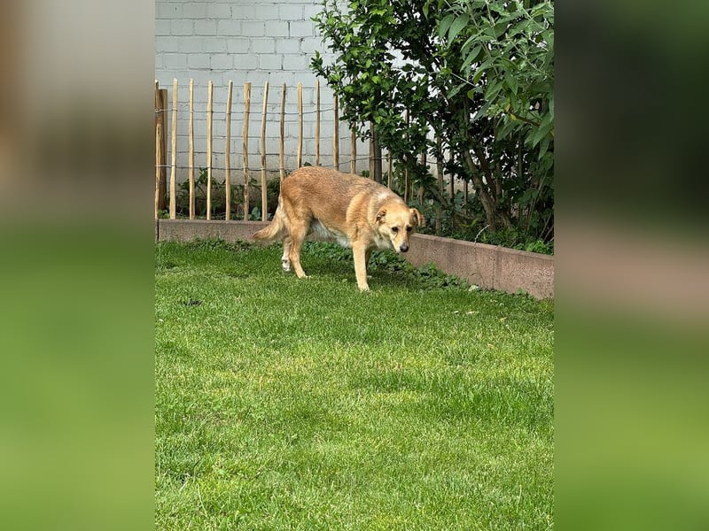 ♥LINETT♥ neu auf Pflegestelle bei Köln - süße, ruhige, unkomplizierte Hündin 52 cm