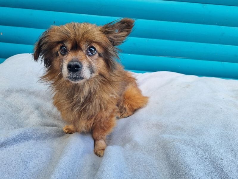 ♥MABELLE♥ auf Pflegestelle bei Köln - bezaubernde, süße kleine Hundeomi 26 cm