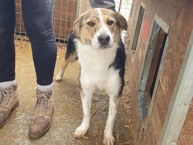 ♥GALINA♥ wunderschöne, sanfte, ruhige, ganz liebe tricolor Hündin - ein absoluter Top-Hund! 52cm