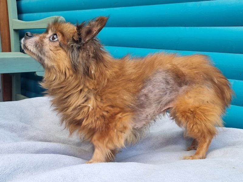 ♥MABELLE♥ auf Pflegestelle bei Köln - bezaubernde, süße kleine Hundeomi 26 cm