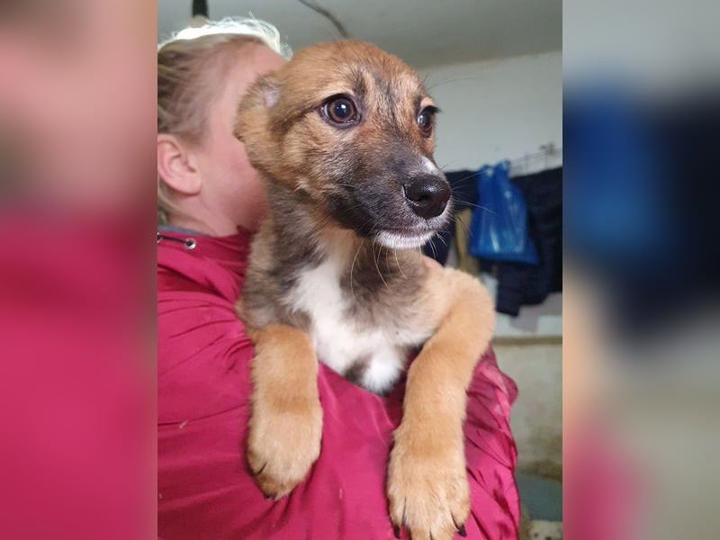 ♥PEPITA♥ zuckersüße, verspielte Welpin, die zuschauen muss, wie ihre Zwingerkollegen ausreisen 32 cm