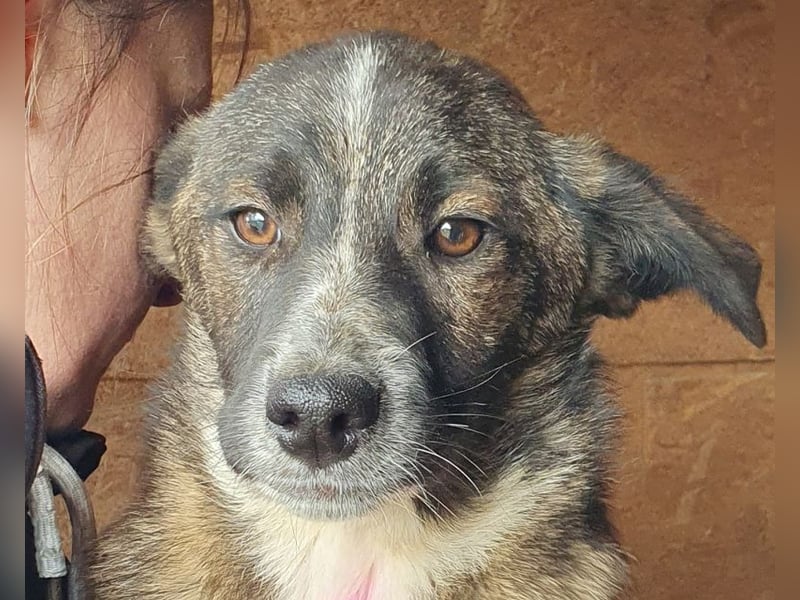 ♥CLARA♥ niedliche, verspielte Welpin, die aktuell etwas zu dünn ist 41 cm (noch wachsend)