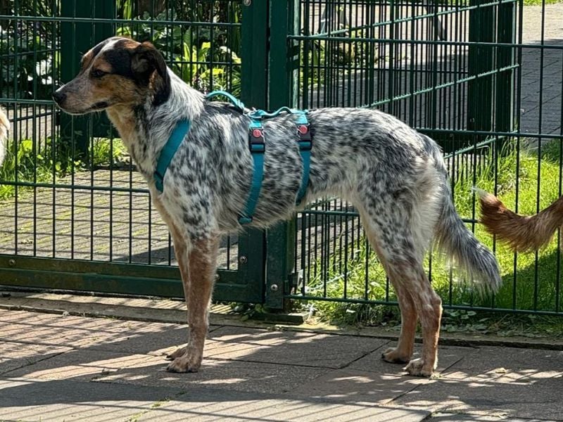 ♥LILLI♥ verliert ihr Zuhause in Reichshof-sehr liebe, sanfte Seele mit ihrem besonderen Äußeren 55cm
