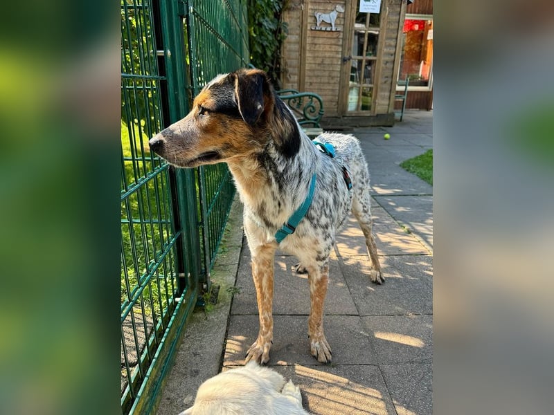 ♥LILLI♥ verliert ihr Zuhause in Reichshof-sehr liebe, sanfte Seele mit ihrem besonderen Äußeren 55cm