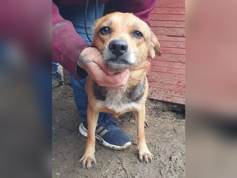 ♥DORA♥ zierliche, ganz liebe kleine Hündin, die ganz neu im Tierheim gelandet ist 37 cm