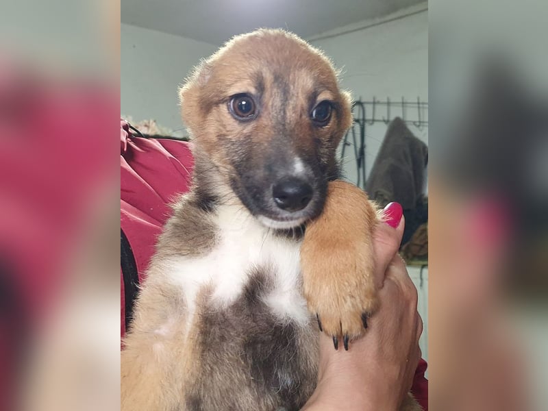 ♥PEPITA♥ zuckersüße, verspielte Welpin, die zuschauen muss, wie ihre Zwingerkollegen ausreisen 32 cm
