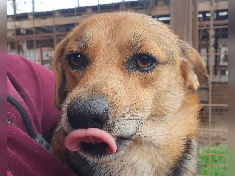 ♥DORA♥ zierliche, ganz liebe kleine Hündin, die ganz neu im Tierheim gelandet ist 37 cm