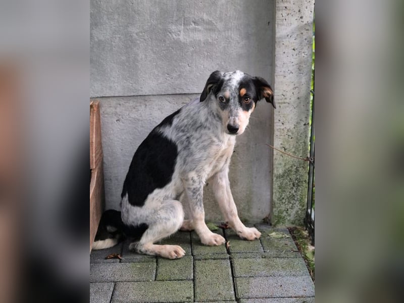 ♥MALOU♥ neu auf Pflegestelle bei Duisburg - wunderhübsche, verspielte Juniorin 43 cm