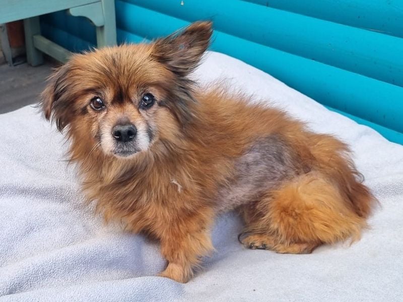 ♥MABELLE♥ auf Pflegestelle bei Köln - bezaubernde, süße kleine Hundeomi 26 cm