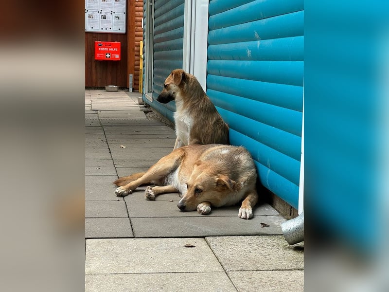 ♥LINETT♥ neu auf Pflegestelle bei Köln - süße, ruhige, unkomplizierte Hündin 52 cm