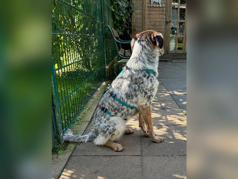 ♥LILLI♥ am 13.7. bei Tiere suchen ein Zuhause-so liebe, sanfte Seele mit dem besonderen Äußeren 55cm