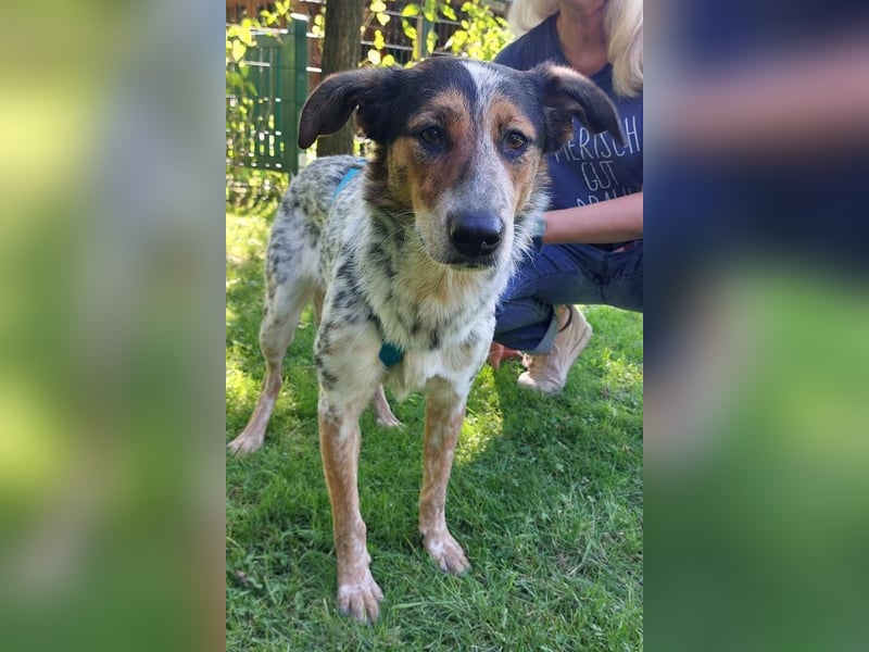 ♥LILLI♥ verliert ihr Zuhause in Reichshof-sehr liebe, sanfte Seele mit ihrem besonderen Äußeren 55cm