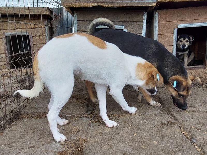 ♥KIMBY♥ bildschöne, anfangs noch schüchterne Junghündin, die schnell Vertrauen fassen wird 51 cm