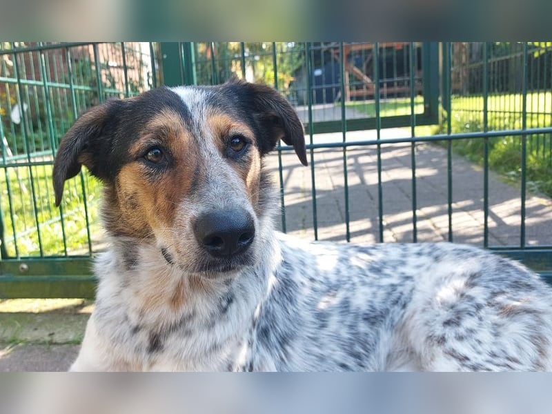 ♥LILLI♥ verliert ihr Zuhause in Reichshof-sehr liebe, sanfte Seele mit ihrem besonderen Äußeren 55cm